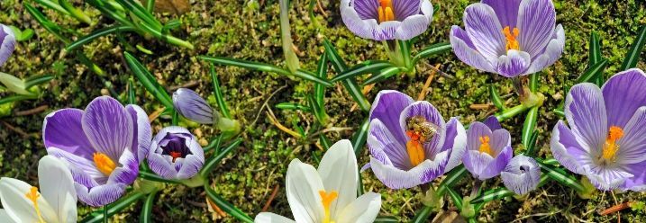 Krokusse im Garten in lila und weiß